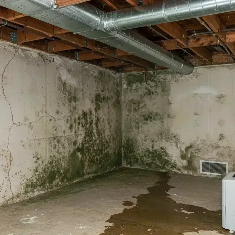 Professional Mold Removal in Hutchinson, KS